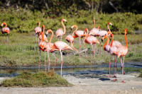 Flamingo's op Bonaire